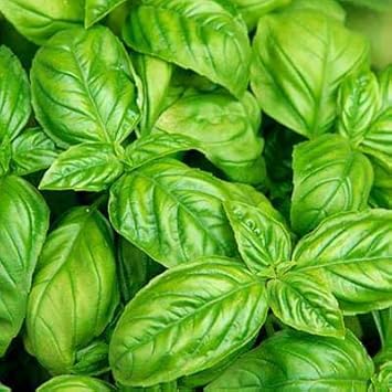 Basil Planting Vegetable Seeds For Aromatic Herbs Seeds