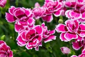 Yellow Sundew Flower Seeds – SunLoving Heirloom & NonGMO Seeds for Easy Home Garden Planting
 
 Sale for planting in home garden