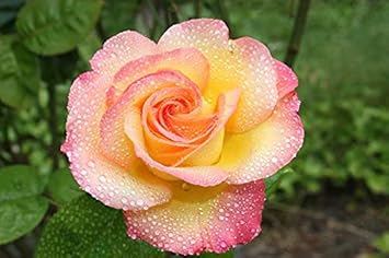 Yellow Pink Rose Flower Seeds Planting