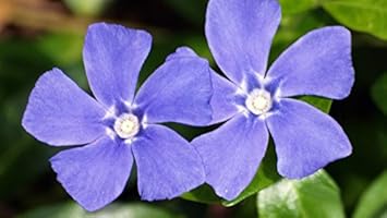 Blue Vinca Periwinkle Flower seeds for Planting - Seasonal Bloomer, Heirloom & GMO Free Seeds for Home Garden
 
 Sale for planting in home garden.