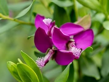 Polygala Myrtifolia Flower seeds for Planting - Hardy Variety, Heirloom & GMO Free Seeds for Home Garden
 
 Sale seeds for home garden