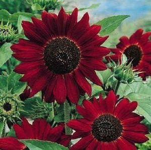 Dark Red Sunflower Seeds for Planting, Heirloom Non-GMO, High Germination Organic Garden Seeds
 
 Sale seeds for home garden