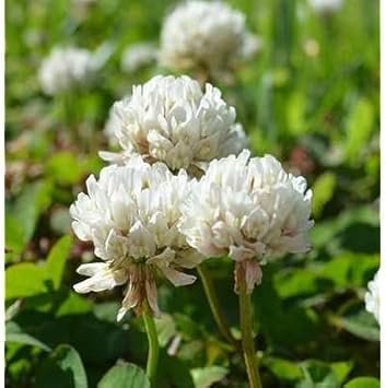 Dutch Clover Flower seeds for Planting - Sun Loving, Heirloom & GMO Free Seeds for Home Garden
 
 Sale for planting in home garden