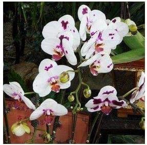 White Purple Phalaenopsis Orchid Flower seeds for Planting - Bright Blooms, Heirloom & GMO Free Seeds for Home Garden
 
 Sale for planting in home garden