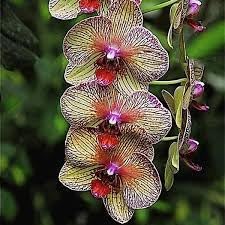 Cymbidium Orchid Flower seeds for Planting - Long Bloom Season, Heirloom & GMO Free Seeds for Home Garden
 
 Sale seeds for home garden