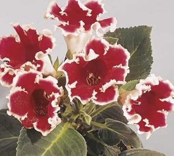 White Maroon Gloxinia Flower seeds for Planting Sun Loving Heirloom & GMO Free Seeds for Home Garden 
 
 Sale seeds for home garden planting