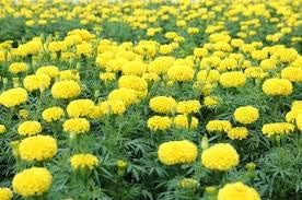 Light Pink China Aster Flower Seeds for Planting Long Bloom Season Heirloom & GMO Free Seeds for Home Garden
 
 Sale for planting in home garden