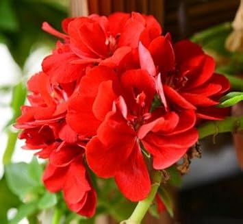 Red Sementes Flower seeds for Planting - Easy to Grow, Heirloom & GMO Free Seeds for Home Garden
 
 Sale for planting in home garden