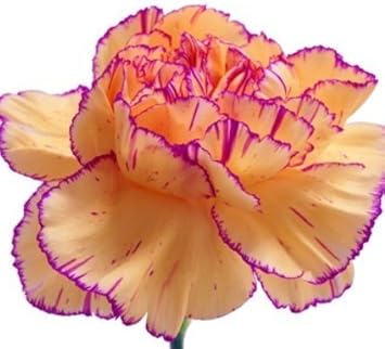 Yellow Purple Carnation Flower Seeds Flower seeds for Planting - Long Bloom Season, Heirloom & GMO Free Seeds for Home Garden
 
 Sale for planting in home garden