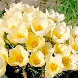 Yellow Primrose Flower Seeds for Planting – Shade Tolerant Heirloom & GMO Free Seeds for Home Garden
 
 Sale for planting in home garden