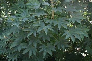 Kalopanax Septemlobus Aralia Seeds for Planting - Long Bloom Season, Heirloom & GMO Free Seeds for Home Garden
 
 Sale seeds for home garden