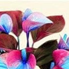 Pink Sky Blue Anthurium Flower seeds for Planting - Drought Tolerant, Heirloom & GMO Free Seeds for Home Garden
 
 Sale seeds for home garden