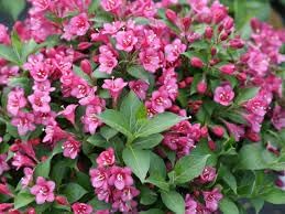 Weigela Florida Flower seeds for Planting Bright Blooms Heirloom & GMO Free Seeds for Home Garden 
 
 Sale for planting in home garden
