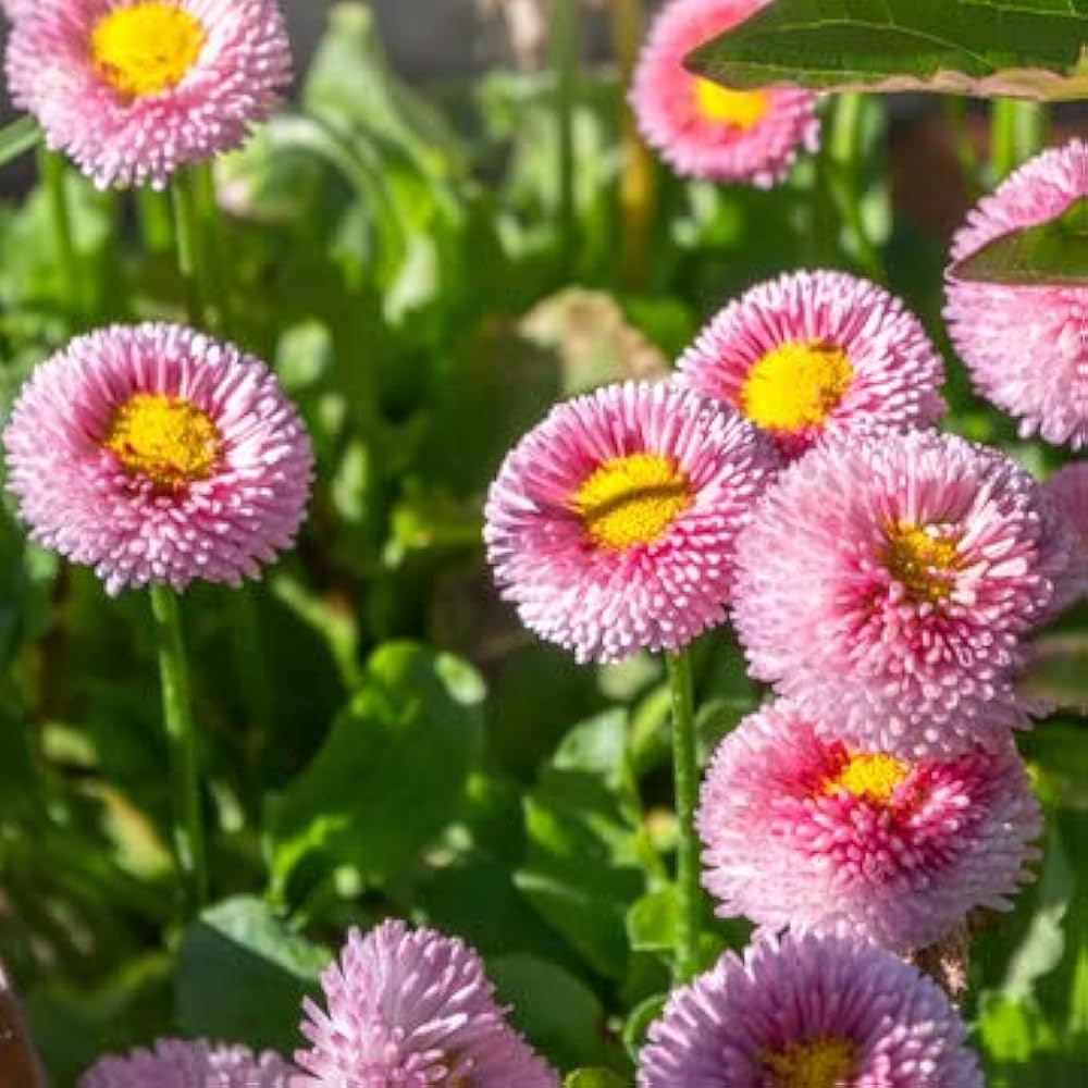 Rainbow Daisy Bellis perennis Seeds for planting in flower bed