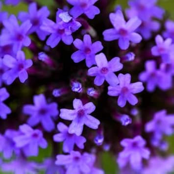 Blue Verbena Flower seeds for Planting - Drought Tolerant, Heirloom & GMO Free Seeds for Home Garden
 
 Sale for planting in home garden