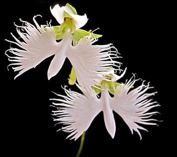 Heirloom Radiata Flower seeds for Planting Premium Quality Heirloom & GMO Free Seeds for Home Garden 
 
 Sale for planting in home garden