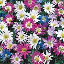 Anemone Blanda Flower seeds for Planting - Fragrant Blossoms, Heirloom & GMO Free Seeds for Home Garden
 
 Sale seeds for planting in home garden