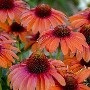 Orange Coneflower Echinacea purpurea for planting in flower bed