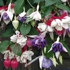 Light Pink Lilium Flower Seeds for Planting Sun Loving Heirloom & GMO Free Seeds for Home Garden
 
 Sale for planting in home garden