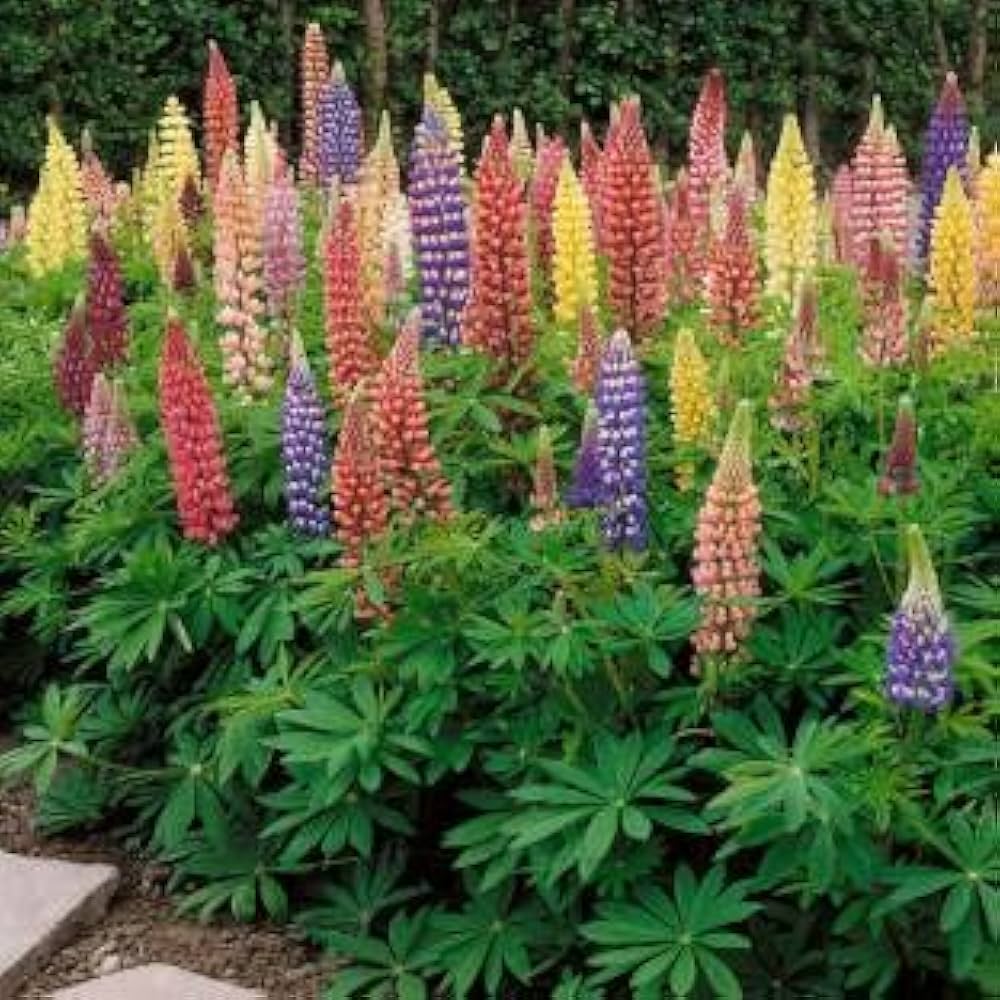 Mixed Lupine Lupinus spp. for planting in home garden