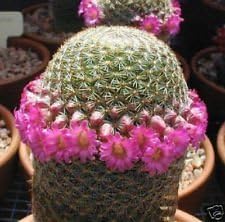 Pink Mammillaria Flower seeds for Planting - Garden Favorite, Heirloom & GMO Free Seeds for Home Garden
 
 Sale for planting in home garden