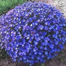 Aubrieta Perennial Flower seeds for Planting - Garden Favorite, Heirloom & GMO Free Seeds for Home Garden
 
 Sale seeds for planting in home garden
