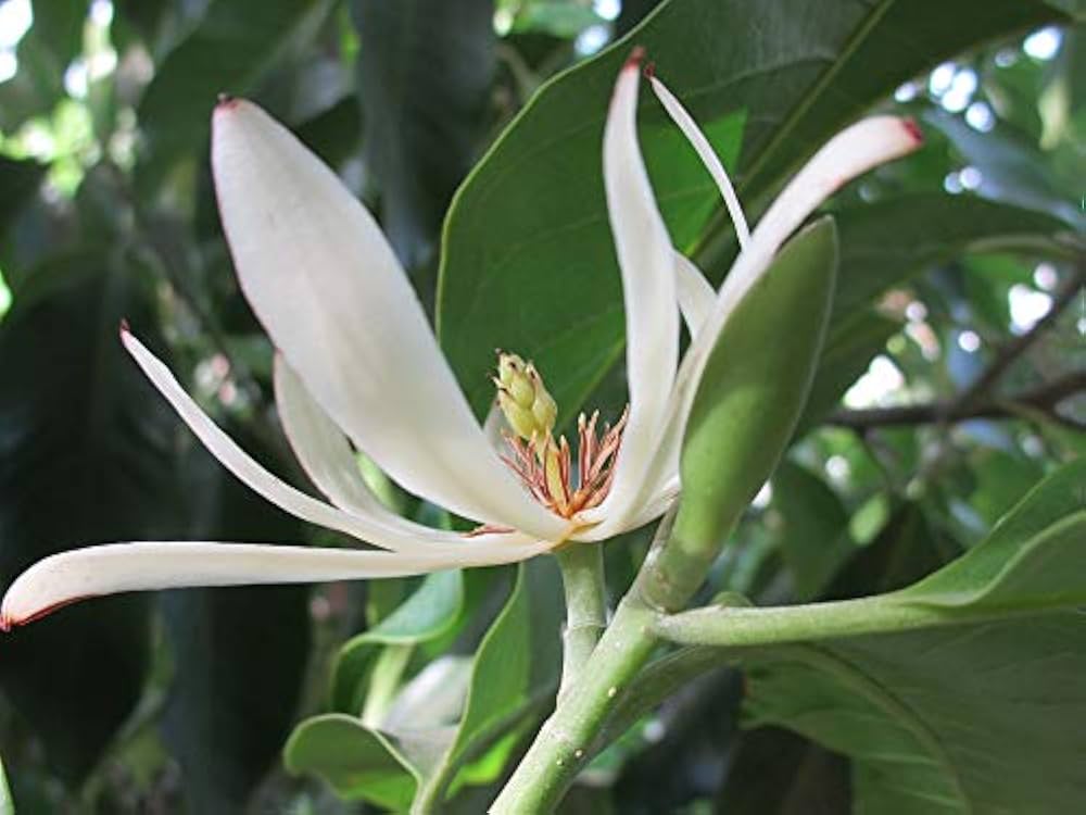 Michelia Alba Michelia for planting in flower bed