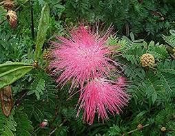 Samanea Saman Monkey Pod Flower Seeds