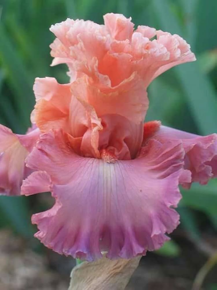 Pink Iris Perennial Garden Flower Seeds
