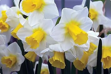 Daffodil Flower Seeds Planting Yellow White