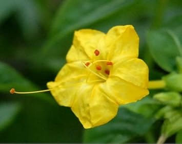 Yellow Huang Moli Flower seeds for Planting - Cut Flower Favorite, Heirloom & GMO Free Seeds for Home Garden
 
 Sale for planting in home garden.