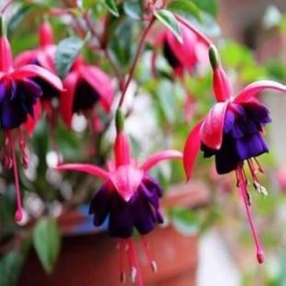 Fuchsia & Begonia Fuchsia spp. & Begonia spp. Seeds for planting in hanging baskets