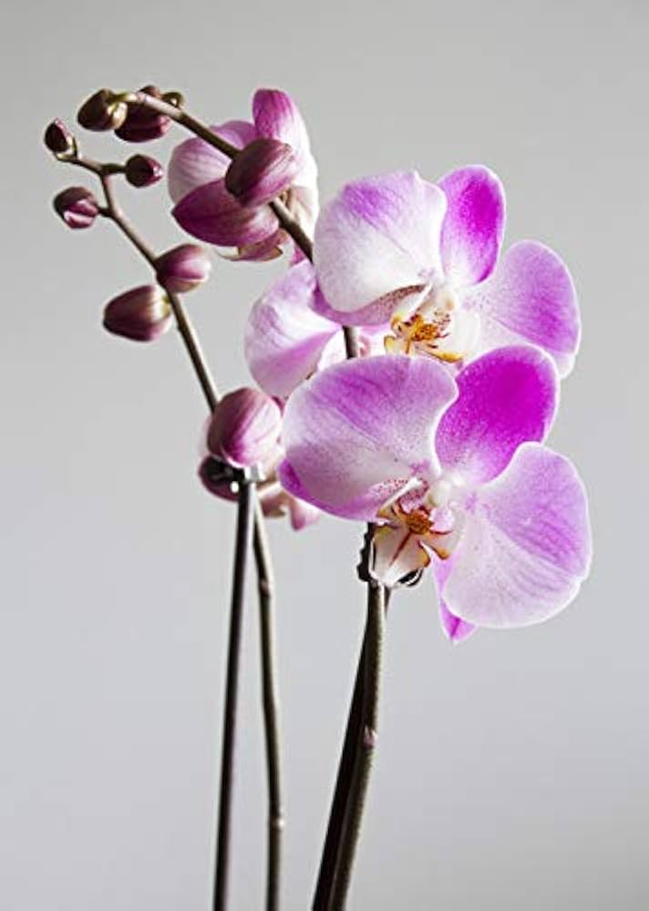 Mini Orchid Phalaenopsis for bonsai planting