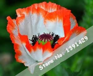 Orange Plena Sinningia Flower seeds for Planting Easy to Grow Heirloom & GMO Free Seeds for Home Garden
 
 Sale seeds for home garden planting