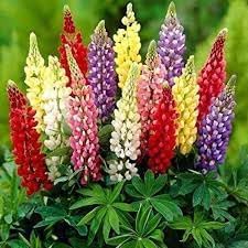 Lupine Flower seeds for Planting Shade Tolerant Heirloom & GMO Free Seeds for Home Garden 
 
 Sale for planting in home garden