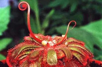 Dark Red Sundew Plant Seeds For Easy Planting Seeds