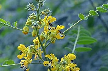Yellow Senna Flower seeds for Planting - Sun Loving, Heirloom & GMO Free Seeds for Home Garden
 
 Sale seeds for home garden