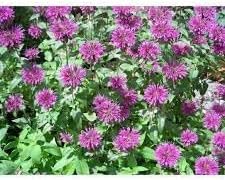 Beebalm Flower seeds for Planting Garden Favorite Heirloom & GMO Free Seeds for Home Garden 
 
 Sale for planting in home garden