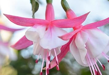 White And Pink Fuchsia Flower Seeds For Planting