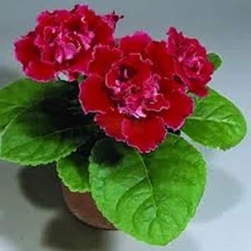 Pink Amaryllis Barbados Flower Seeds for Planting Drought Tolerant Heirloom & GMO Free Seeds for Home Garden
 
 Sale for planting in home garden