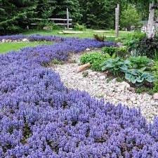 Ajuga Flower seeds for Planting Premium Quality Heirloom & GMO Free Seeds for Home Garden 
 
 Sale for planting in home garden