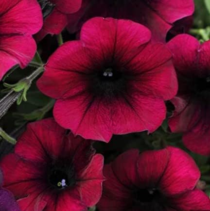 Burgundy Petunia Flower seeds for Planting - Shade Tolerant, Heirloom & GMO Free Seeds for Home Garden
 
 Sale seeds for home garden
