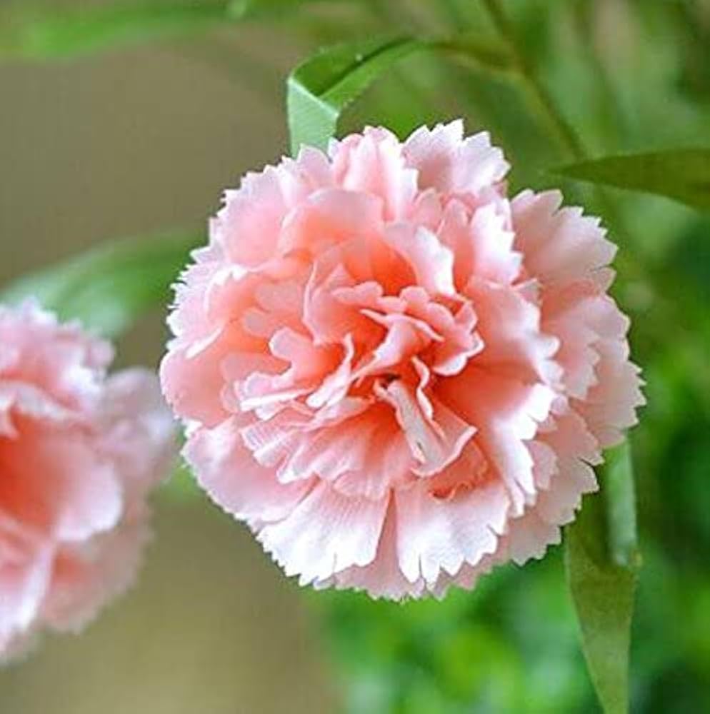 Dark Pink Carnation Flower Seeds For Easy Planting