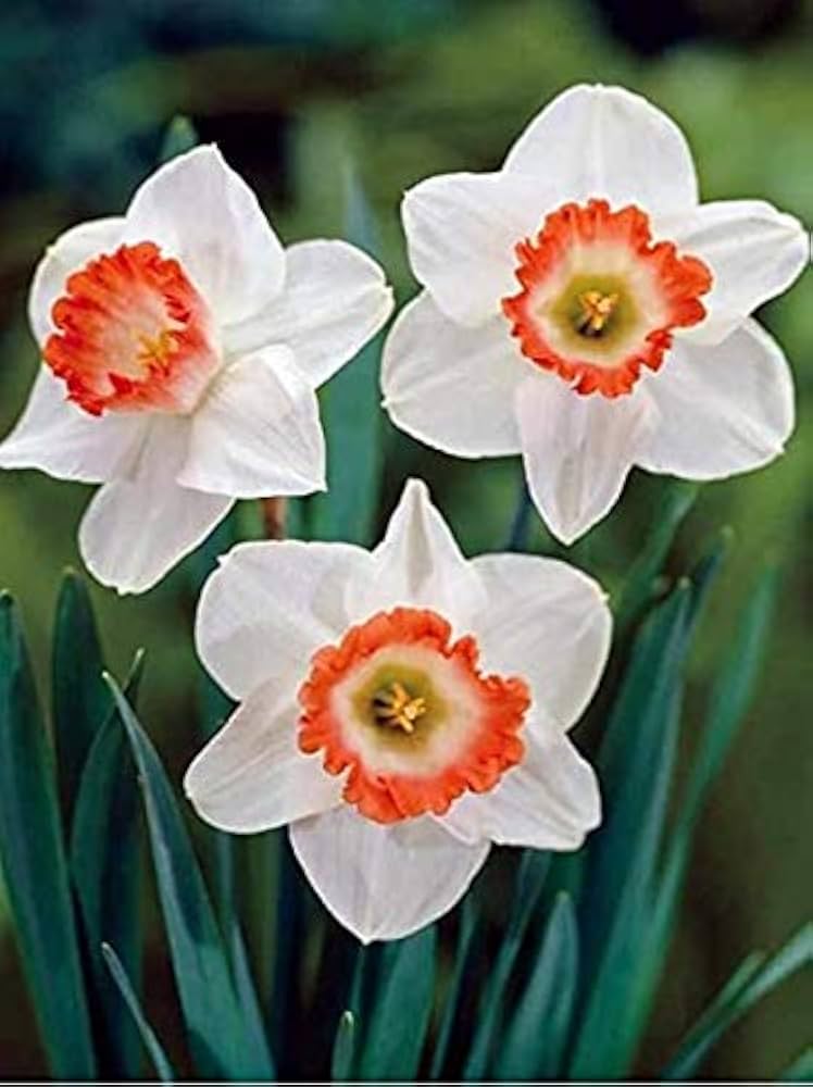 Vibrant Daffodils Seeds - Orange and White for Spring Planting