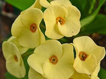 Crown of Thorn Flower seeds for Planting - Premium Quality, Heirloom & GMO Free Seeds for Home Garden
 
 Sale seeds for home garden