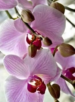 White Violet Phalaenopsis Orchid Flower seeds for Planting - Drought Tolerant, Heirloom & GMO Free Seeds for Home Garden
 
 Sale seeds for home garden