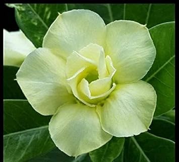 Green Black Adenium Obesum Flower seeds for Planting Fragrant Blossoms Heirloom & GMO Free Seeds for Home Garden 
 
 Sale for planting in home garden