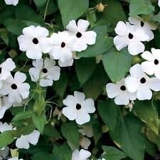 White Thunbergia Flower seeds for Planting - Bright Blooms, Heirloom & GMO Free Seeds for Home Garden
 
 Sale seeds for planting in home garden