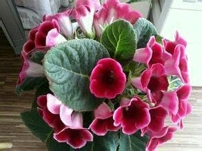 Pink Gloxinia Brocade Flower seeds for Planting - Drought Tolerant, Heirloom & GMO Free Seeds for Home Garden
 
 Sale for planting in home garden.
