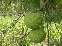 Osage Orange Seeds For Unique Tree Planting Fruit